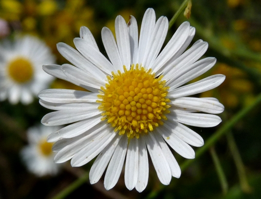 {Boltonia asteroides}